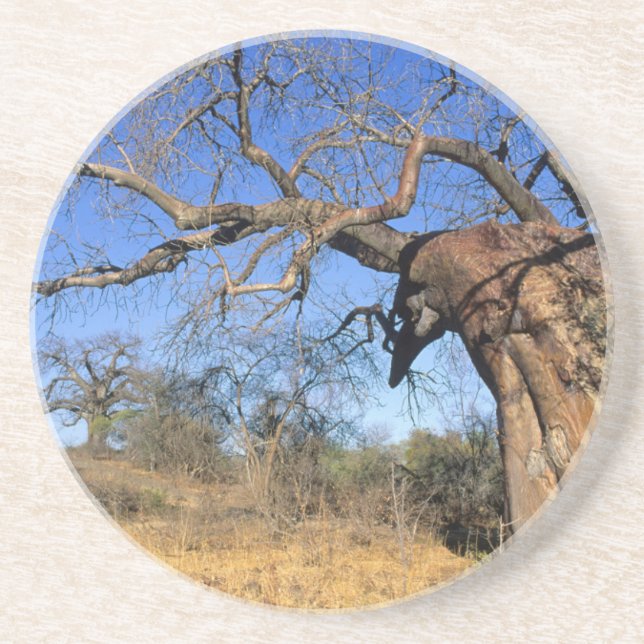 Baobab (Adansonia Digitata), Kruger nationalpark Underlägg (Framsidan)