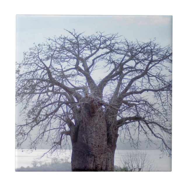 Baobab (Adansonia Digitata), Luanda Kakelplatta (Framsidan)