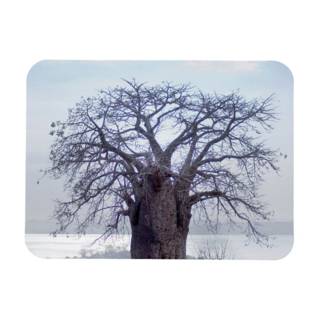 Baobab (Adansonia Digitata), Luanda Magnet (Horisontell)