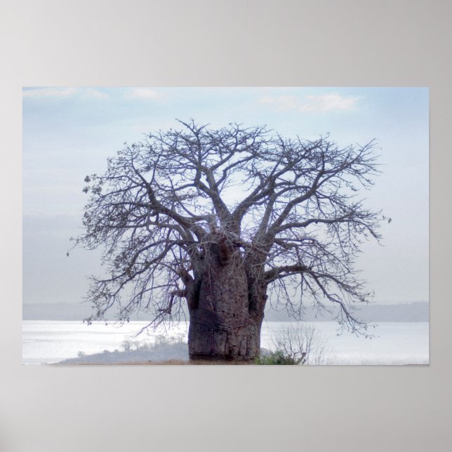 Baobab (Adansonia Digitata), Luanda Poster (Framsidan)