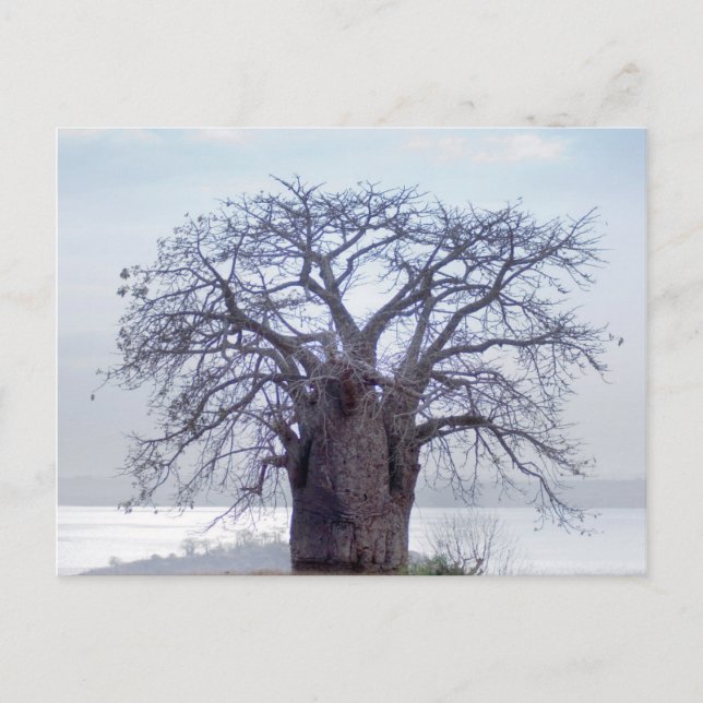 Baobab (Adansonia Digitata), Luanda Vykort (Framsida)
