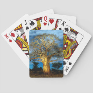 Baobab (Adansonia) Träd lätt upp av Måne Casinokort