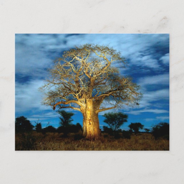 Baobab (Adansonia) Träd upplyst av Måne Vykort (Framsida)