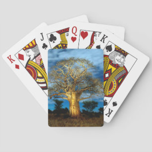 Baobab (Adansonia) Träd Upplyst Av Månen Casinokort