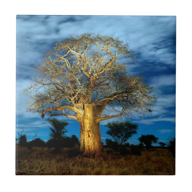 Baobab (Adansonia) Träd Upplyst Av Månen Kakelplatta (Framsidan)