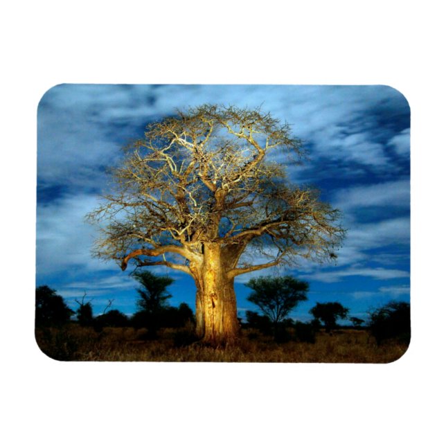 Baobab (Adansonia) Träd Upplyst Av Månen Magnet (Horisontell)