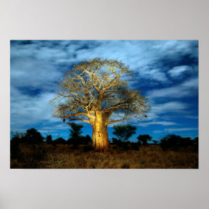 Baobab (Adansonia) Träd Upplyst Av Månen Poster