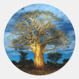 Baobab (Adansonia) Träd Upplyst Av Månen Runt Klistermärke