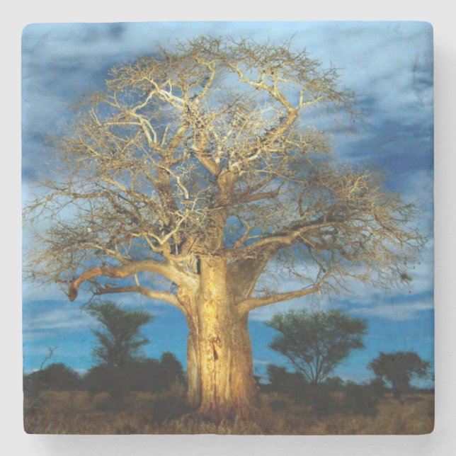 Baobab (Adansonia) Träd Upplyst Av Månen Stenunderlägg (Framsidan)