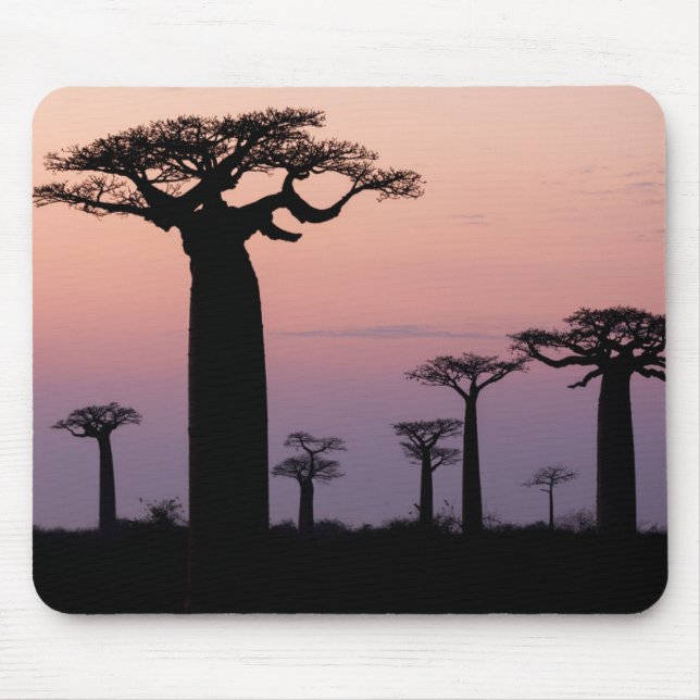 Baobab Alley", Madagaskar, Morondava, Afrika Musmatta (Framsidan)