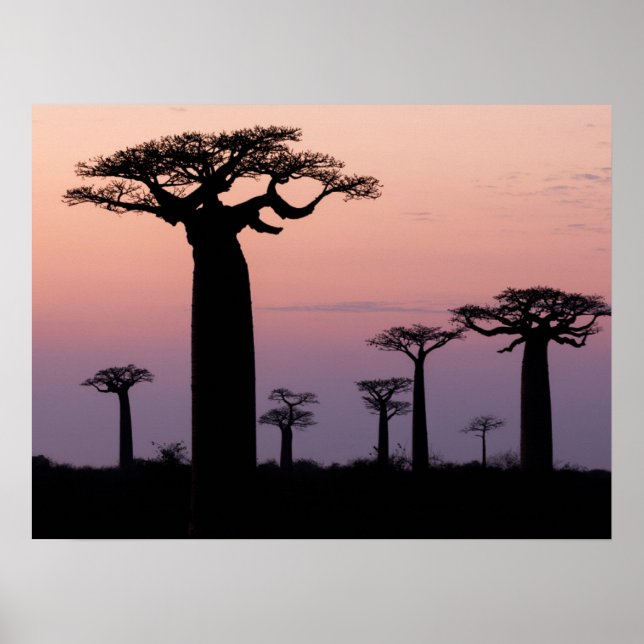 Baobab Alley", Madagaskar, Morondava, Afrika Poster (Framsidan)