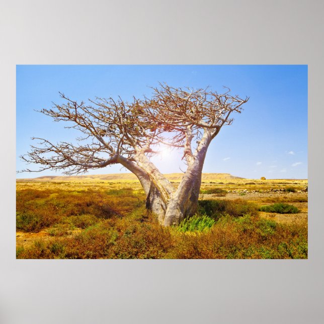 Baobab Poster (Framsidan)