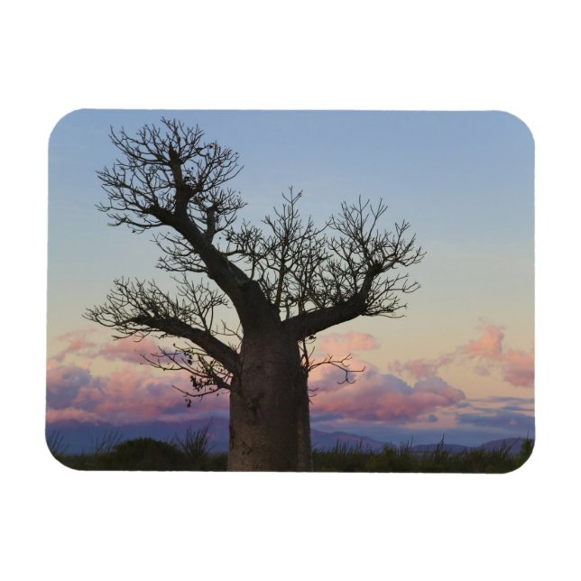 Baobab träd, Berenty, Toliara, Madagaskar Magnet (Horisontell)