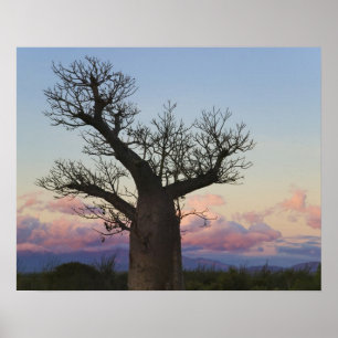 Baobab träd, Berenty, Toliara, Madagaskar Poster