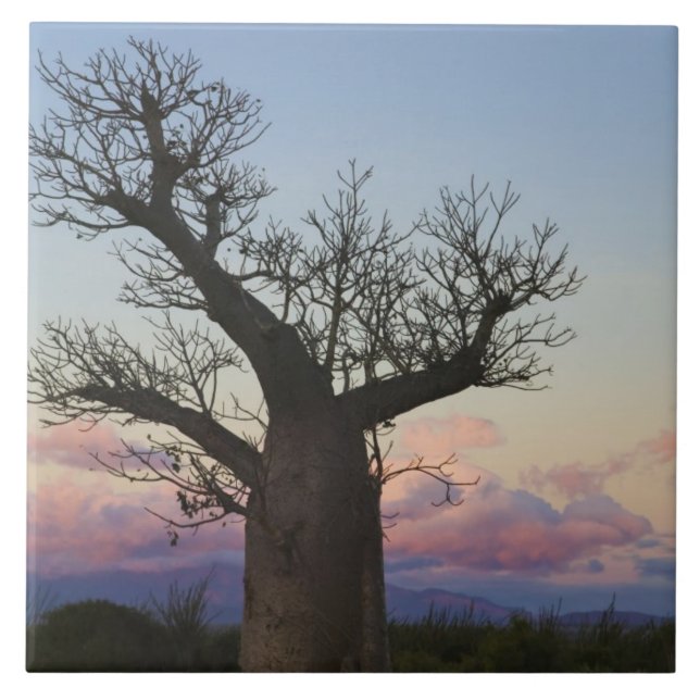 Baobab träd, Berjo, Toliara, Madagaskar Kakelplatta (Framsidan)
