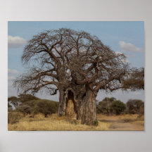 Baobab Träd från Tanzania.
