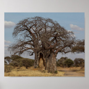 Baobab Träd från Tanzania. Poster