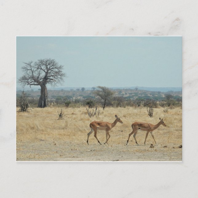 Baobab Träd Gren Personalize Destiny Destiny's Vykort (Framsida)