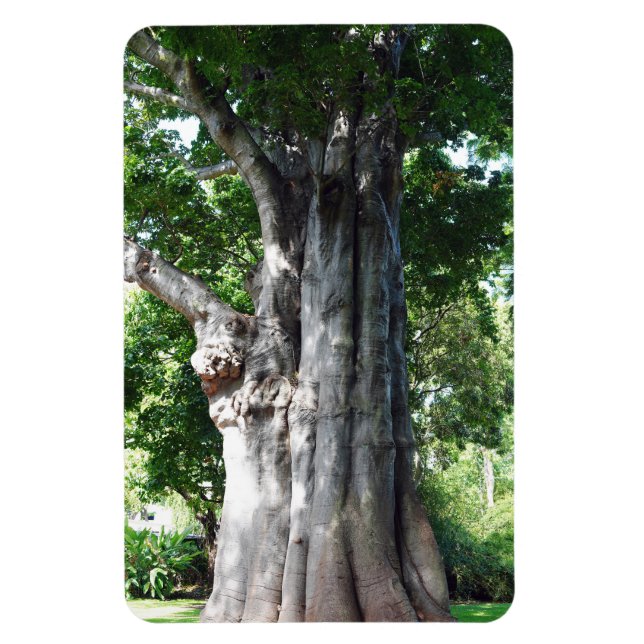 Baobab Träd Photo Magnet (Vertikal)