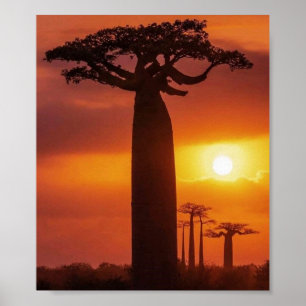 baobab träd poster