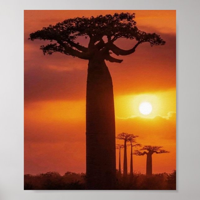 baobab träd poster (Framsidan)