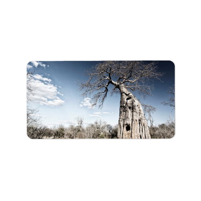 Baobab Träd vid Mana Bassäng nationalpark, Zimbabw Adressetikett (Framsidan)