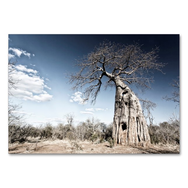 Baobab Träd vid Mana Bassäng nationalpark, Zimbabw Bordsnummer (Baksidan)