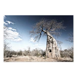 Baobab Träd vid Mana Bassäng nationalpark, Zimbabw Fototryck