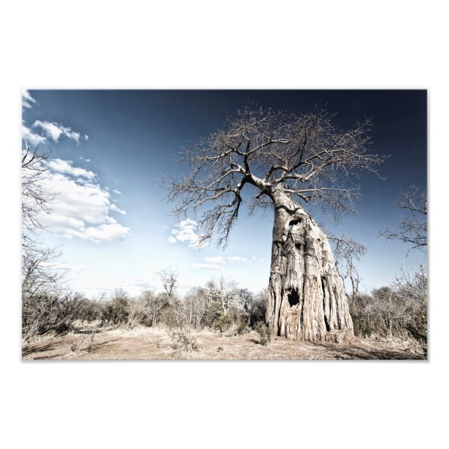 Baobab Träd vid Mana Bassäng nationalpark, Zimbabw Fototryck (Framsidan)