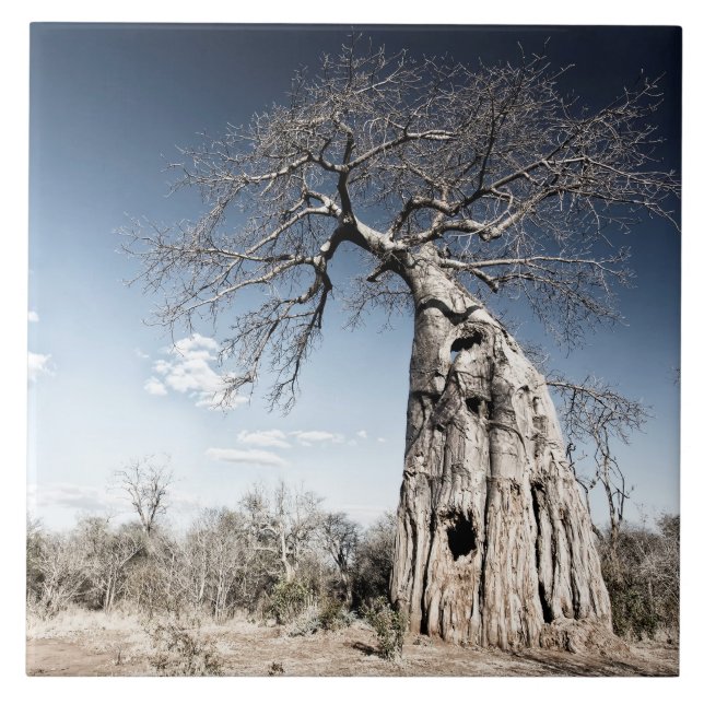 Baobab Träd vid Mana Bassäng nationalpark, Zimbabw Kakelplatta (Framsidan)
