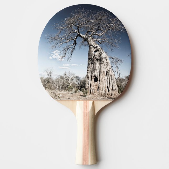Baobab Träd vid Mana Bassäng nationalpark, Zimbabw Pingisracket (Framsidan)