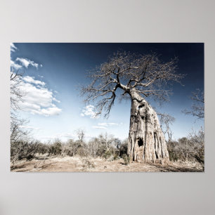 Baobab Träd vid Mana Bassäng nationalpark, Zimbabw Poster