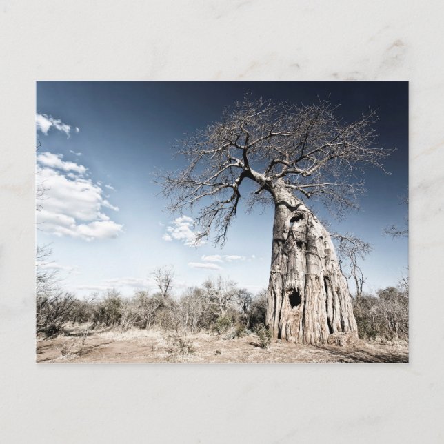 Baobab Träd vid Mana Bassäng nationalpark, Zimbabw Vykort (Framsida)