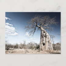 Baobab Träd vid Mana Bassäng nationalparksfoto