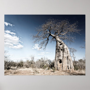 Baobab Träd vid Mana Bassäng nationalparksfoto Poster