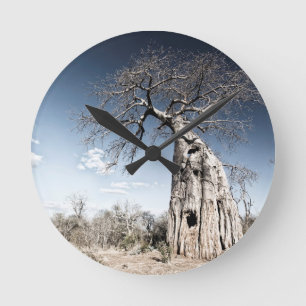 Baobab Träd vid nationalparken Mana Bassäng, Zimba Rund Klocka