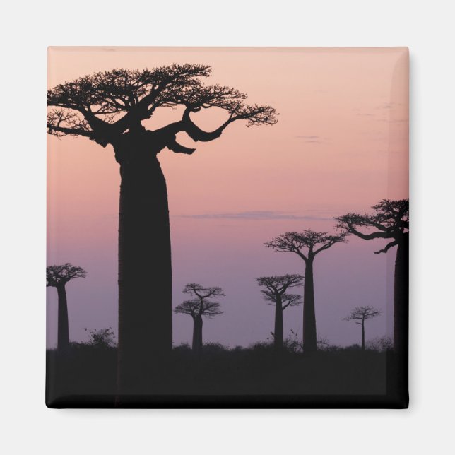 Baobabgränden, Madagaskar, Morondava, Afrika, Magnet (Framsidan)