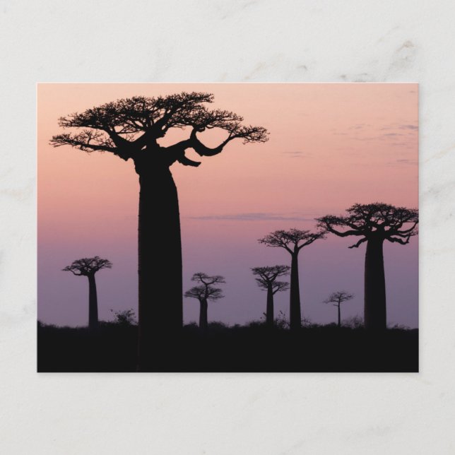 Baobabgränden, Madagaskar, Morondava, Afrika, Vykort (Framsida)