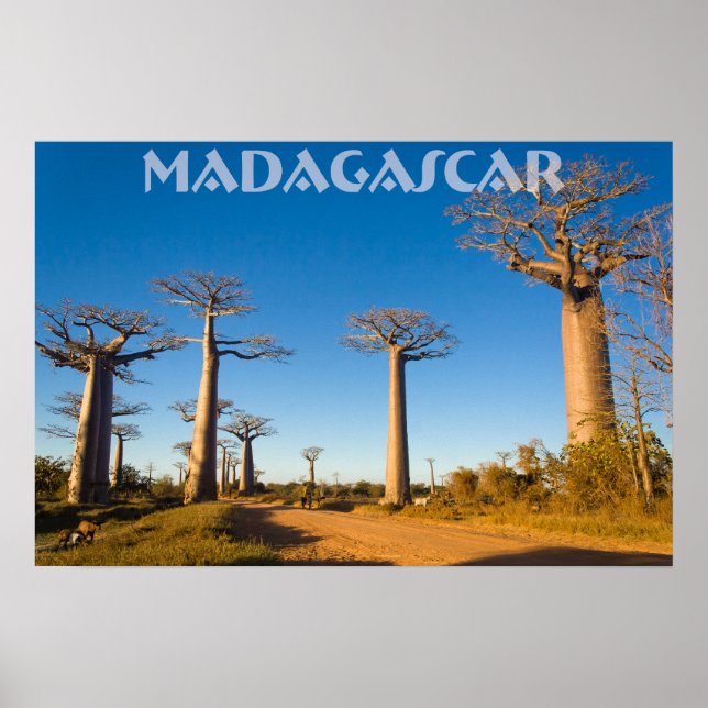 Baobabs de Madagaskar Poster (Framsidan)
