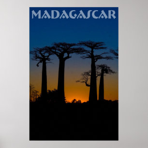 Baobabs de Madagaskar Poster