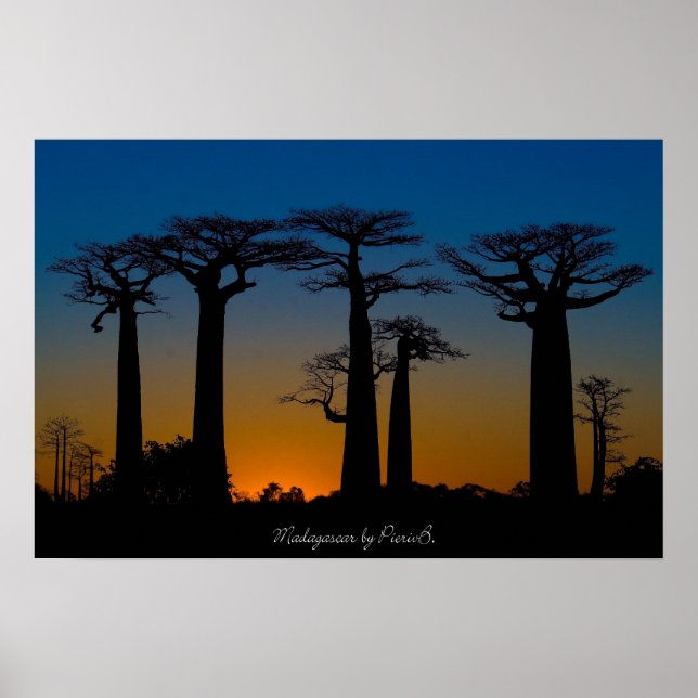 Baobabs de Madagaskar Poster (Framsidan)