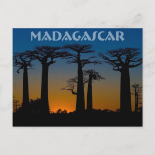 Baobabs de Madagaskar Vykort