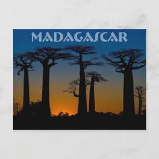 Baobabs de Madagaskar Vykort