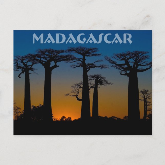 Baobabs de Madagaskar Vykort (Framsida)