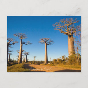 Baobabs de Madagaskar Vykort