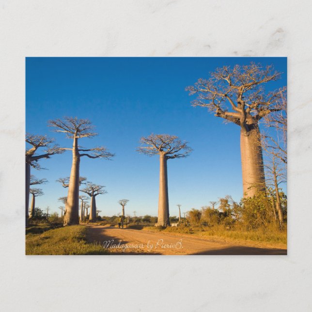Baobabs de Madagaskar Vykort (Framsida)
