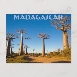 Baobabs de Madagaskar Vykort