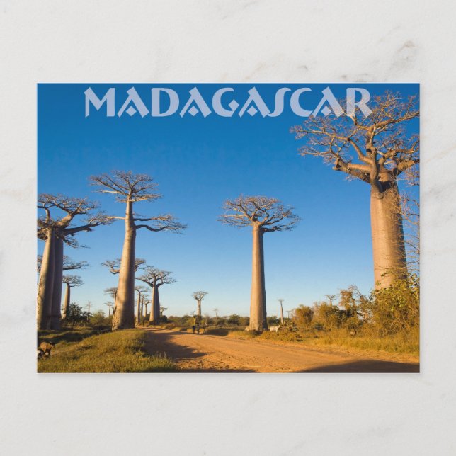 Baobabs de Madagaskar Vykort (Framsida)