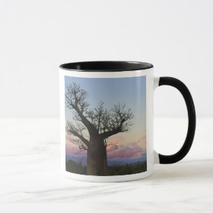 Baobabträd, Berenty, Toliara, Madagaskar Mugg