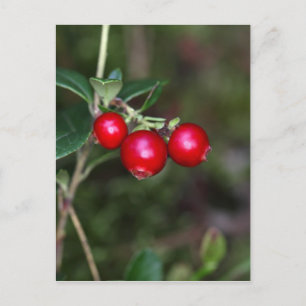 Bär av vild lingonberry (Vaccinium vitis-ide) Vykort